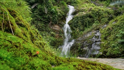 Fototapeta premium waterfall in the forest