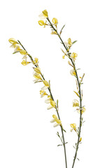 Side view of yellow blooming Broom branch. Isolated cutout on transparent background.