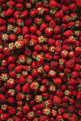 A fields of strawberry, background texture and detail, no people or faces, flat lay composition, high resolution photography,