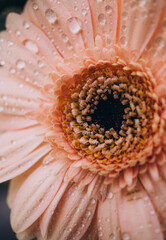 gerber daisy with water drops