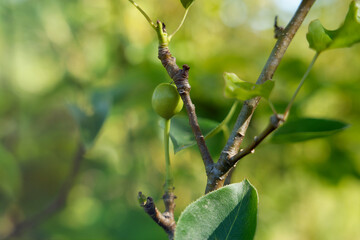 Young green cherry not yet ripe