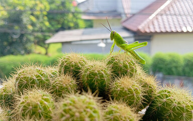 A green grasshopper is sitting on a green leaf. Grasshoppers are a pest for farmers.