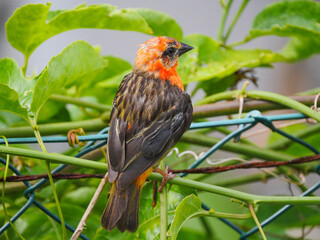Mauritius Foudia bird perching on fencing