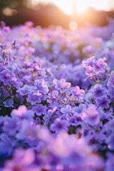 The ground is covered with purple flowers, and the sky in front has a beautiful sunrise. In springtime at Tokyo shinjuku flower park, there is an endless sea of fresh, vibrant Blue Nymbers blooming. 