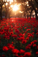 The ground is covered with red flowers, and the sky in front has a beautiful sunrise. In springtime at Tokyo shinjuku flower park, there is an endless sea of fresh, vibrant Blue Nymbers blooming. 