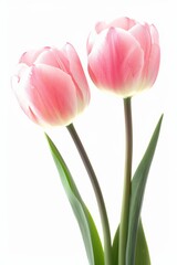 Two graceful tulips with gradient pink hues