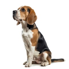 beagle dog sitting on white background