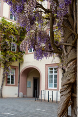 Fototapeta premium Vintage Charm: Wisteria Blooms in Baden-Baden