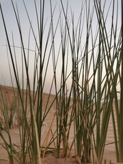 Obraz premium Grass in desert