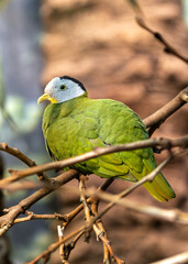 Black-Naped Fruit Dove (Ptilinopus melanospilus) - Southeast Asian Jewel