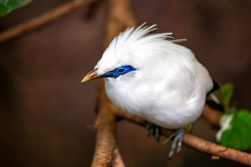 Bali Starling (Leucopsar rothschildi) - Indonesia's Critically Endangered Jewel