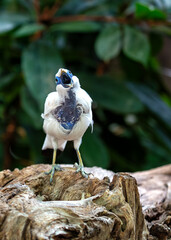 Bali Starling (Leucopsar rothschildi) - Indonesia's Critically Endangered Jewel