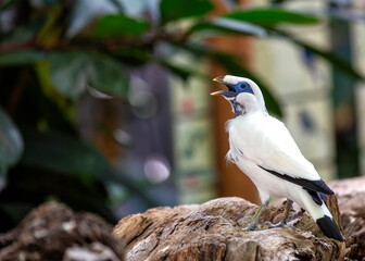 Bali Starling (Leucopsar rothschildi) - Indonesia's Critically Endangered Jewel