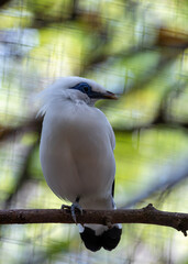 Bali Starling (Leucopsar rothschildi) - Indonesia's Critically Endangered Jewel