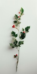 holly branch on white  background