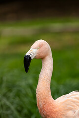 Chilean Flamingo (Phoenicopterus chilensis) - Andean Jewel of the High Plains