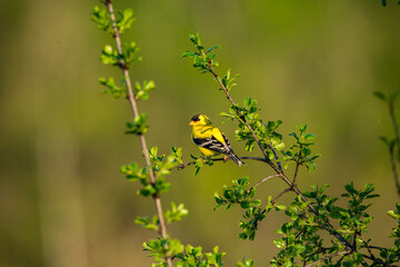 Goldfinch bird on a branch