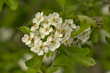 White hawthorn blossoms and green leaves in springtime, selective focus with bokeh background - craetaegus 