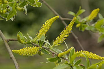  Young catkins and leafs of a white willow tree, selective focus with bokeh background - Salix alba