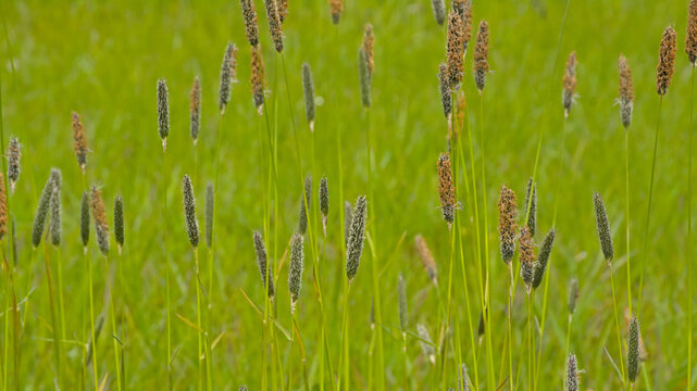 Field meadow foxtail grass in bloom, selective focus - Alopecurus pratensis 