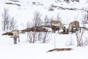 Rentiere - Tromso