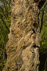 . Closeup of rough worn bark surface of an old willow 