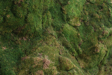 artificial moss texture wallpaper background