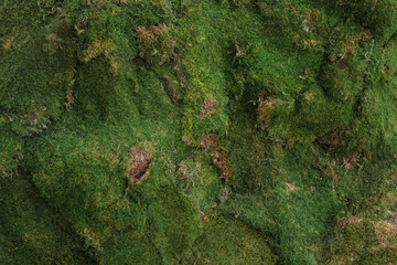 artificial moss texture wallpaper background