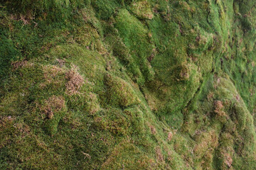 artificial moss texture wallpaper background