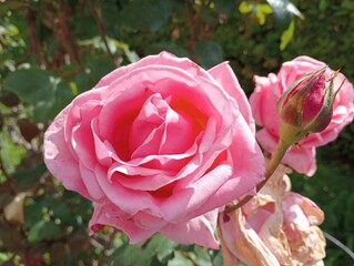 pink rose in the garden on a sunny summer day close up