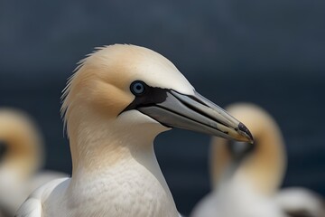 Obraz premium Northern gannet Morus bassanus Helgoland island German.generative.ai