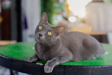 Korat cat or gray cat on nature background.