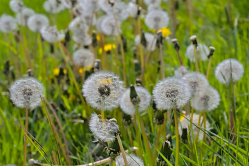 Field full of fluffy white dandelion clocks, selective focus with bokeh grass background - Taraxacum officinal