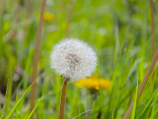 Closeup of a fluffy white dandelion clock, selective focus with bokeh grass background - Taraxacum...