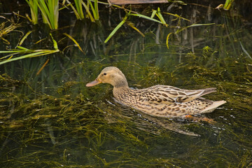 Female mallard duck swimming in the lake - Anas platyrhynchos 