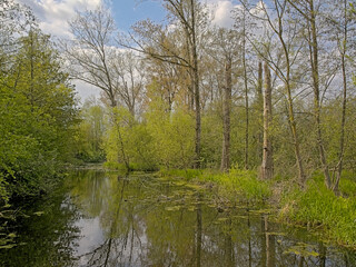 Fototapeta na wymiar Fresh green spring trees reflecting in the water of a stream on a cloudy spring day in Bourgoyen nature reserve, Ghent, Flanders, Belgium 