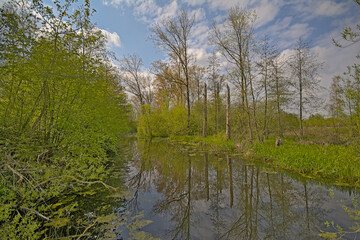  Fresh green spring trees reflecting in the water of a stream on a cloudy spring day in Bourgoyen nature reserve, Ghent, Flanders, Belgium 