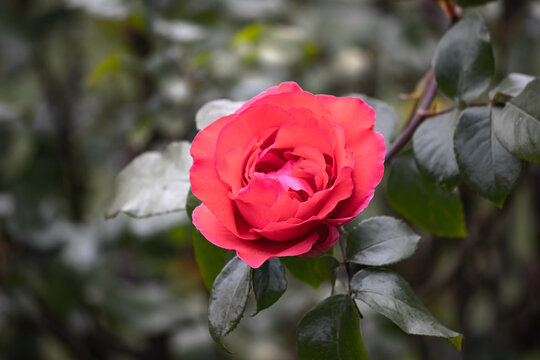 Red rose in the garden close-up. The color of the rose petals is pinkish-red. The tips of the petals are darker than the petal itself.