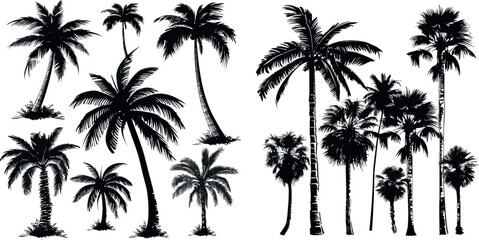 Vector palm trees silhouettes. Palms tree set illustration isolated on white, hand drawn relax palmtree drawings for sea and beach travel designs