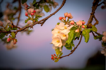 Baumblüte