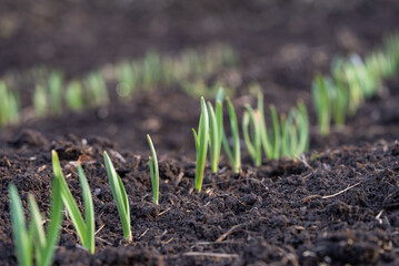  Young green shoots emerging from rich, dark soil in garden, signaling the start of new growth cycle in early spring. Garlic sprouts have sprouted in a farmer's field.
