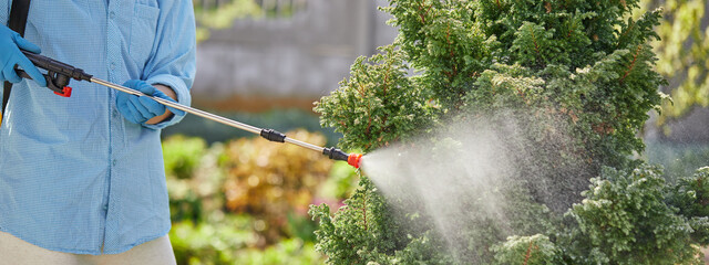 Gardener or farmer spraying green plants in the garden with chemicals or ecological. Spraying...