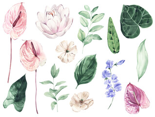 Watercolor Illustration Elements: anthurium, water lily and leaves.