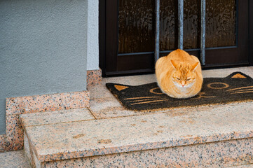 red cat on the doorstep of the house. the cat brings good luck, catches mice