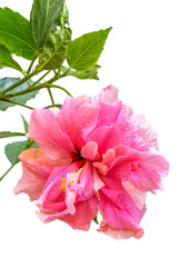 Hibiscus rose , fond blanc 