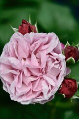 花弁の特徴的なバラ