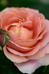 バラのつぼみと開花