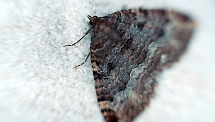 On ceiling of cave sleeping butterflies of Geometridae, forming a beautiful camouflage pattern. Macro
