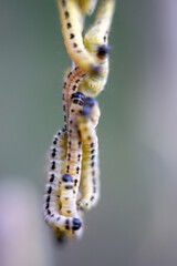 Caterpillars of weave moth yponomeuta evonymella. Macro photography caterpillar, soft focus.