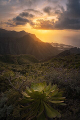 Chinamada, Tenerife